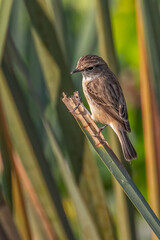 A African Stonechat resting