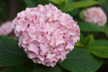 Pink large-leaved hydrangea in the garden
