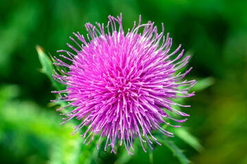 Close-up of blooming thistle