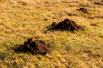 Castelluccio di Norcia