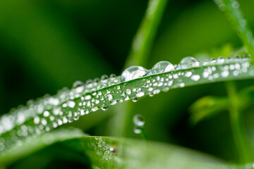 Morning dew on the grass