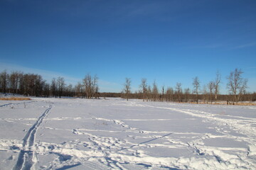 Obraz premium winter forest in the snow