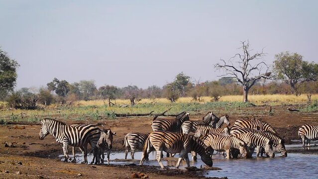 Group of Plains zebras drinking at waterhole in Kruger National park, South Africa ; Specie Equus quagga burchellii family of Equidae