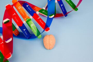 NA (deoxyribonucleic acid) relates Brain Basics: Genes At Work In The BrainHealth and medical...