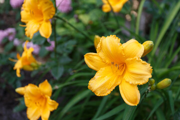 Yellow daylily flower in the summer garden