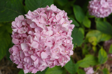 Obraz premium Pink large-leaved hydrangea in the garden