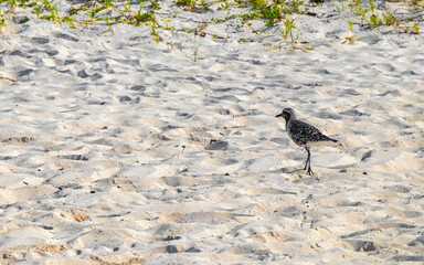 Sandpiper snipe sandpipers bird birds eating sargazo on beach Mexico.