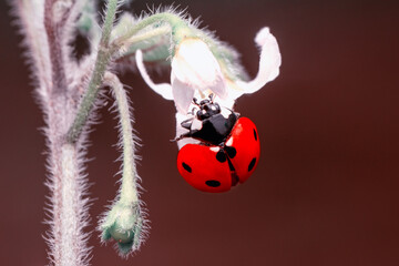 Macro shots, Beautiful nature scene.  Beautiful ladybug on leaf defocused background


