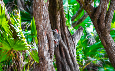 Red bellied woodpecker hammering drill on tree trunk in Mexico.