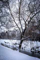 Group of rooks (Corvus frugilegus) sitting on the tree in the park in wintertime. 
