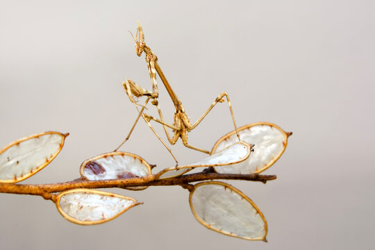 Close Up Of Pair Of Beautiful European Mantis ( Mantis Religiosa )