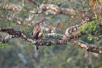 The changeable hawk-eagle (Nisaetus cirrhatus) or crested hawk-eagle is a large bird of prey species. Close-up wildlife photography. Spotted during the safari at Wilpattu national park in Sri Lanka. 