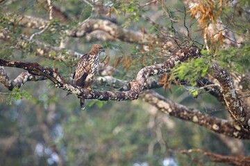 The changeable hawk-eagle (Nisaetus cirrhatus) or crested hawk-eagle is a large bird of prey species. Close-up wildlife photography. Spotted during the safari at Wilpattu national park in Sri Lanka. 