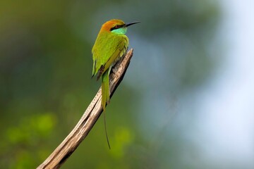 Vlha proměnlivá (Merops orientalis) Green bee-eater, sitting on the branch at Wilpattu park Sri Lanka