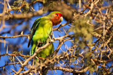 Rosy-faced lovebird (Agapornis roseicollis), also known as the rosy-collared or peach-faced lovebird. Wildlife in Namibia.