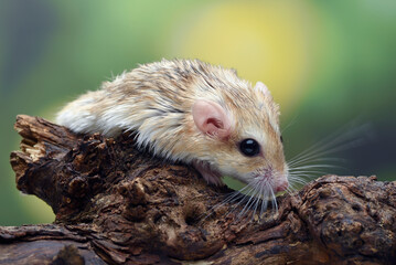 Close-up photo of Fat tailed gerbil (Pachyuromys duprasi)
