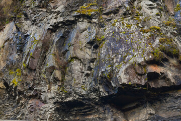 lichen on stone