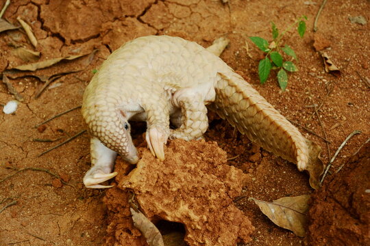 Young Indian pangolin (Manis crassicaudata) at Pinnawala, Sri Lanka