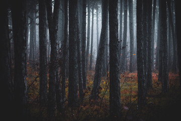 dark forest 