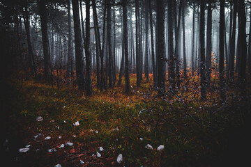 Morning in the misty forest