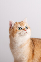 Close up portrait of tabby ginger cat