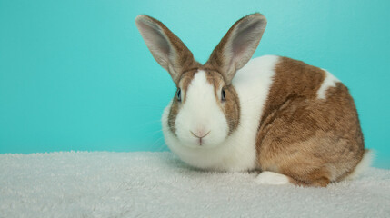 brown and white bunny rabbit with blue eyes