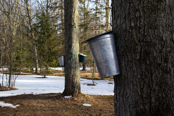 Metal containers used to catch the  water for the production of maple syrup