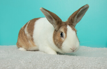 brown and white bunny rabbit with blue eyes portrait