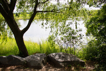 Amazing landscape ; Trees in front of water
