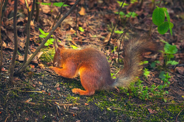 Funny eurasian red squirrel (Sciurus vulgaris) lies on the ground. Summer in Eastern Europe, Latvia
