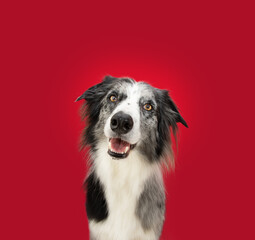 Portrait border collie merle dog with happy expression face. Isolated on red, magenta background
