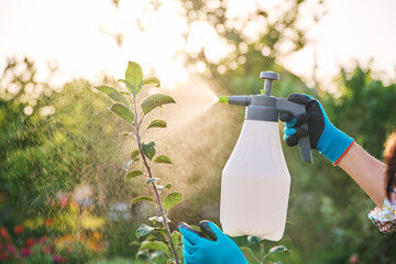 Woman in garden with spray gun spraying young trees with preparations for diseases and pests - obrazy, fototapety, plakaty