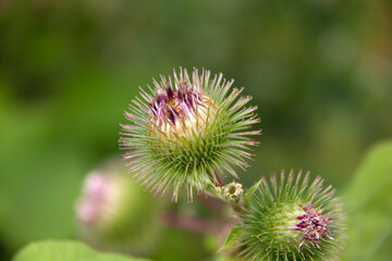 Purple thistle flower in bloom