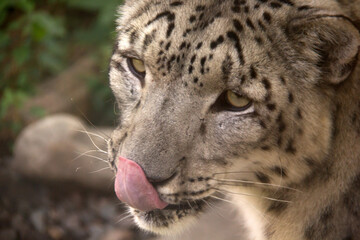 Obraz premium Close up of a snow leopard with his tongue out