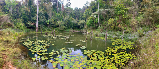 Primary rainforest pond, Andasibe rainforest habitat, panoramic shot, Madagascar. 