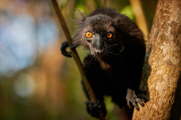 Travel to Madagascar wilderness: Portrait of Black lemur, Eulemur macaco. Dark Lemur from Madagascar in ist Natural Envirnoment of Rainforest. Eye contact, black fur, bright orange eyes.
