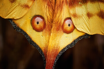 Detail of red eyes pattern on a huge yellow wings of nocturnal moth from the wild, a yellow-red Comet moth, Argema mittrei,  Madagascar.
