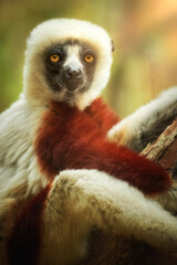 Portrait of Coquerel's sifaka, Propithecus coquereli, eye contact, close up monkey endemic to Madagascar, red and white colored fur and long tail.  Madagascar