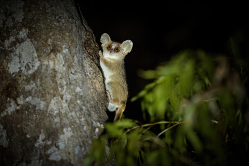 Gray mouse lemur, Microcebus murinus, very small, nocturnal lemur on a tree trunk, with huge ears and eyes, endemic to Madagascar © Martin Mecnarowski