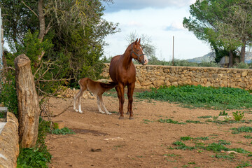 Stute mit Fohlen auf Mallorca