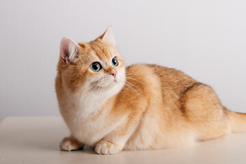 Beautiful cute orange cat