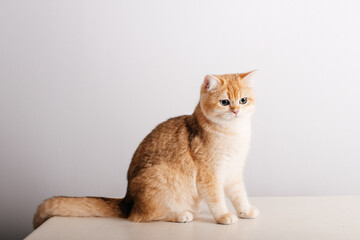 cat on a white background