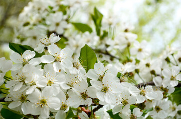 White cherry blossom