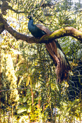 Fototapeta premium Peacock in Tree
