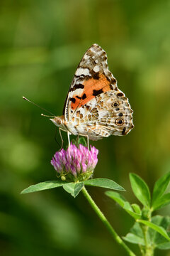 Motyl rusałka osetnik