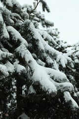 Fir tree covered with snow on winter day