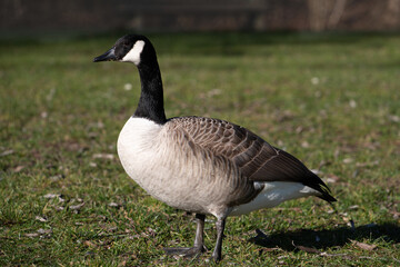 A young wild goose stands on a green meadow and looks ahead.