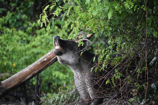 La Danta de Costa Rica comiendo