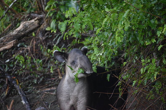 La danta de Costa rica se alimenta