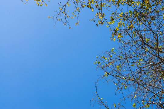 Blue sky with a tree forming a natural frame, horizontal image with copy space.